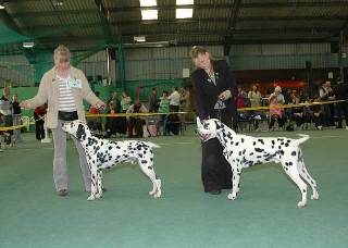 Novice Dog BDC Open Show May 08.jpg